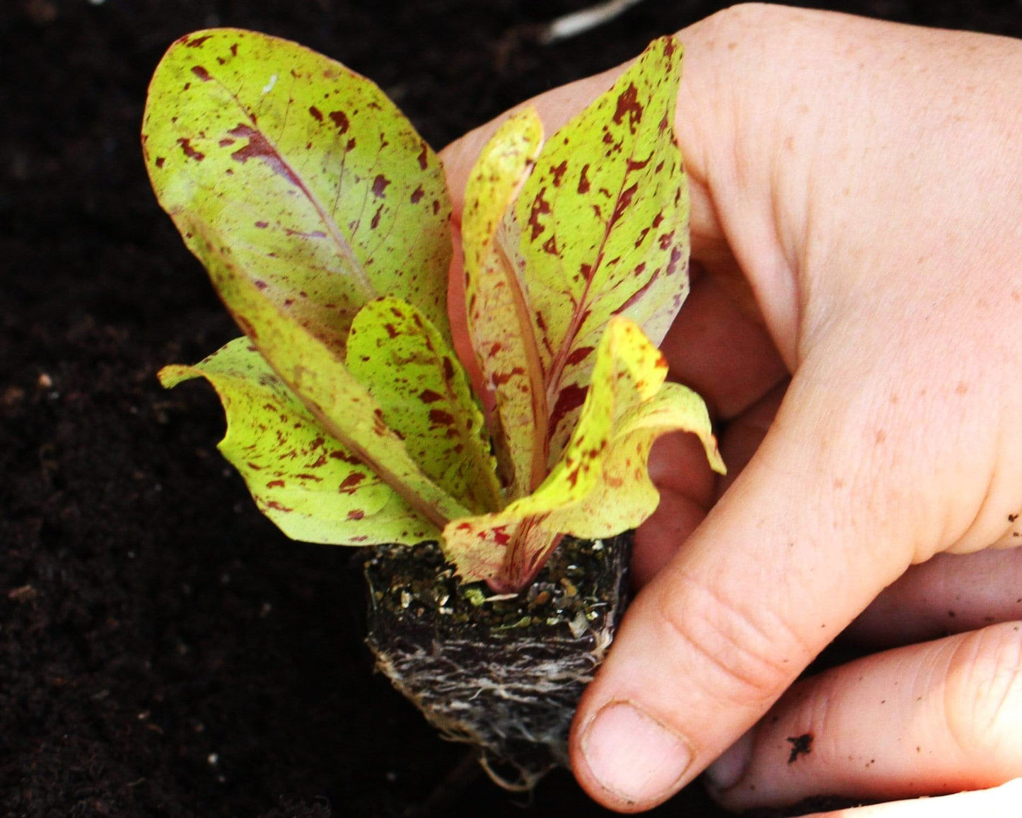 Lettuce: Freckles