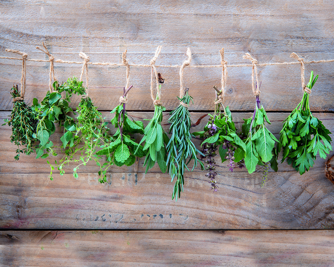Herb, Dill: Bouquet
