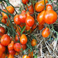 Tomato: Lucfichoise