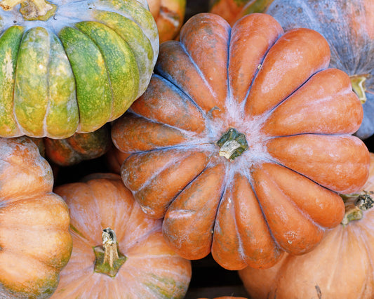 Pumpkin: Musque de Provence