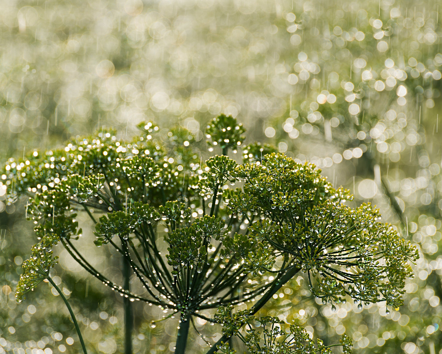Herb, Dill: Mammoth Long Island *Overstock*