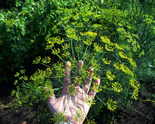 Herb, Dill: Mammoth Long Island *Overstock*