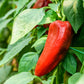 Pepper, Sweet: Red Marconi
