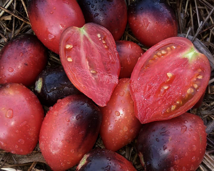 Tomato: Patriot Paste Mix