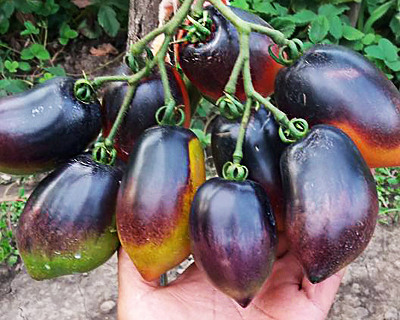 Tomato: Pascal de Picardie