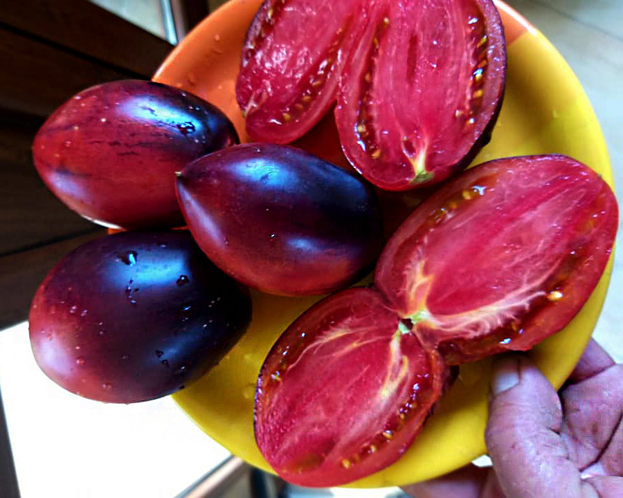 Tomato: Pascal de Picardie