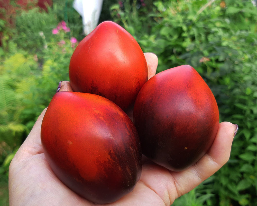 Tomato: Pascal de Picardie