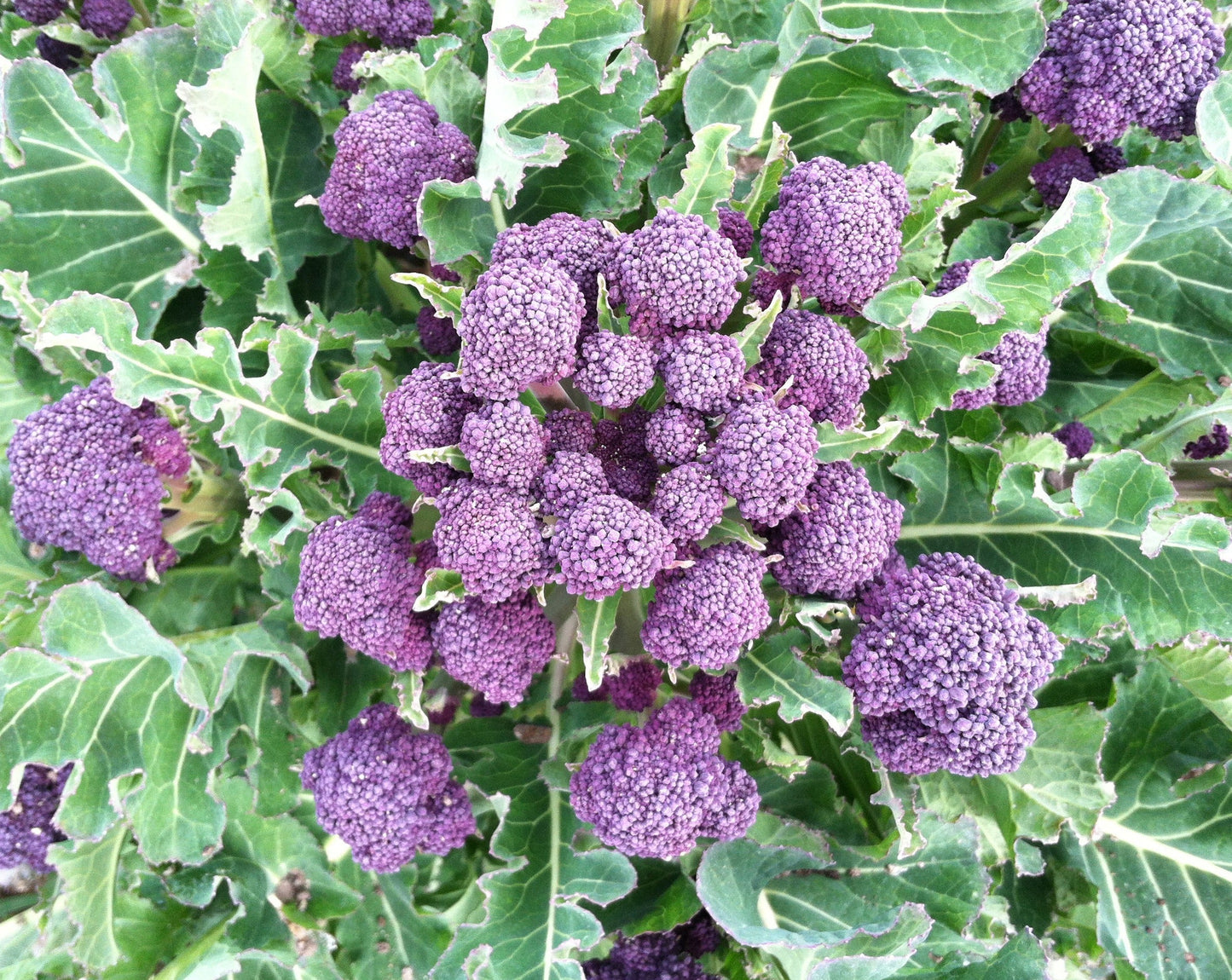 Broccoli: Early Purple