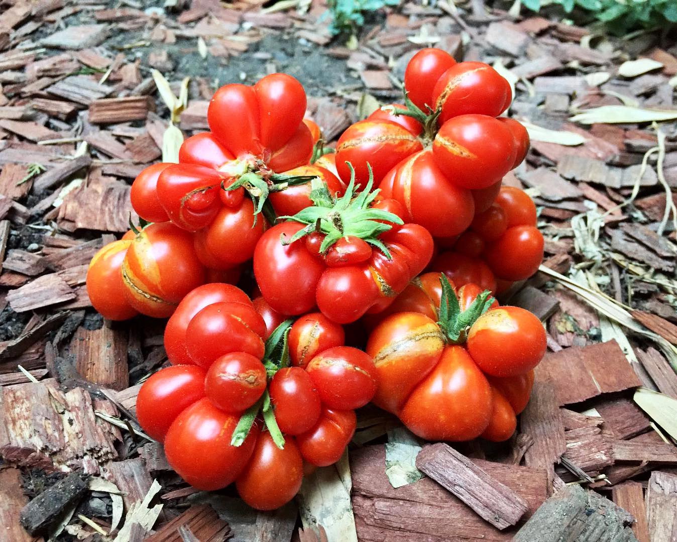 Tomato: Reisetomate
