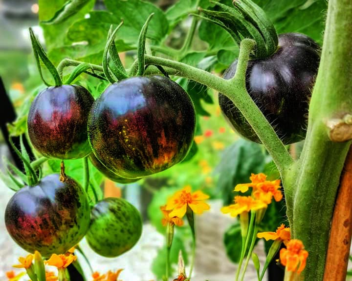 Tomato: Three Musketeers