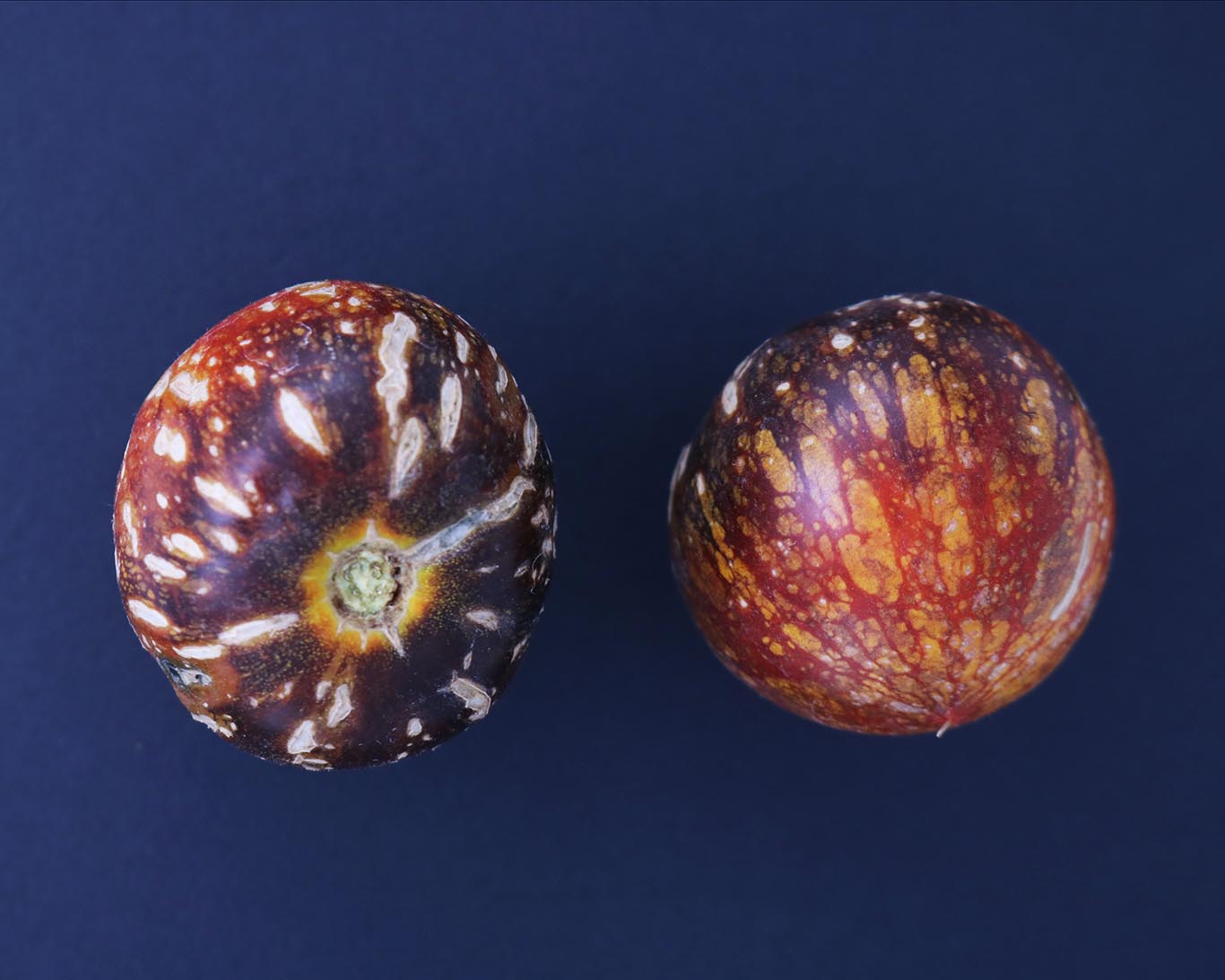 Tomato: The Musketeers