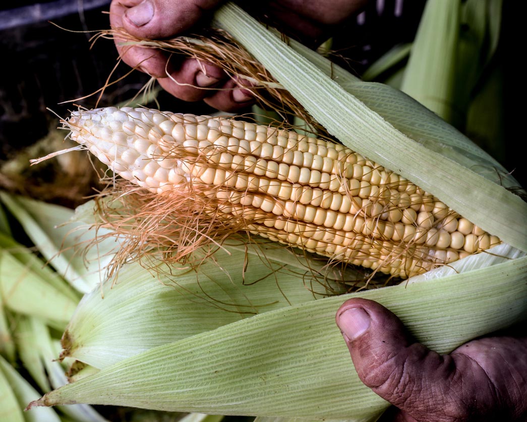 Corn: Trucker's Favorite White