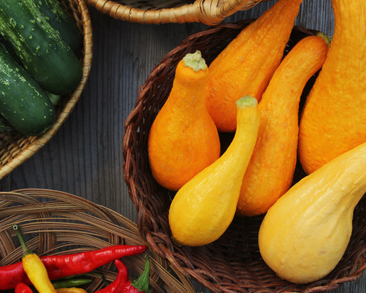 Squash, Summer: Early Prolific Straightneck