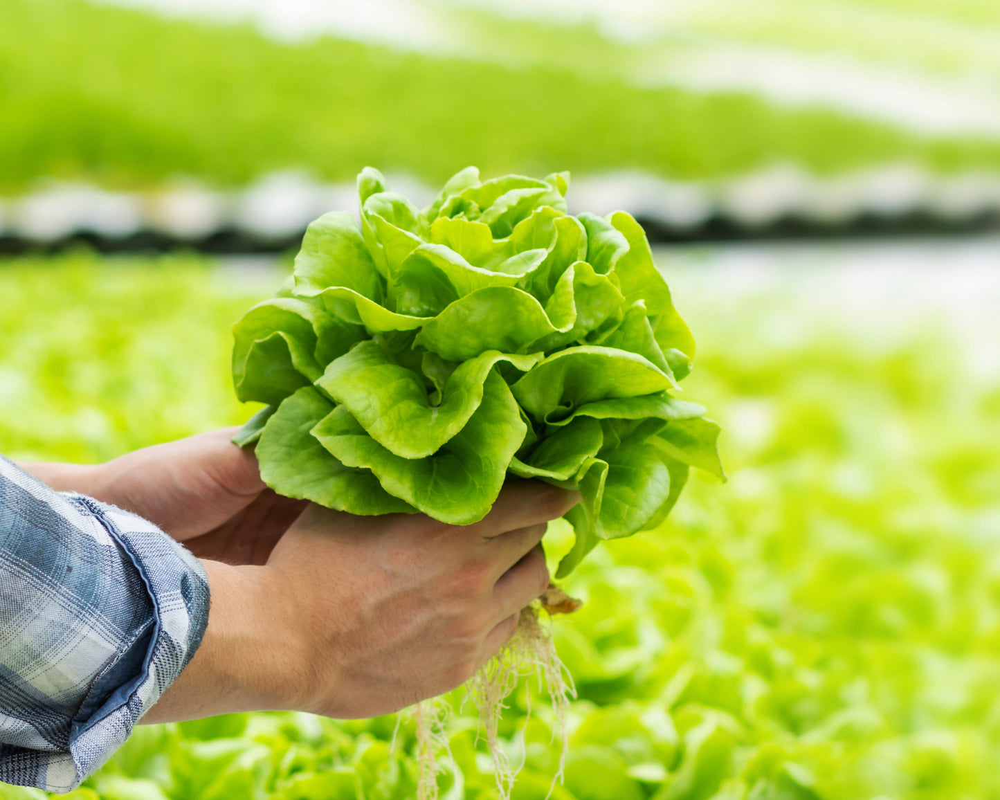 Lettuce: All Year Round