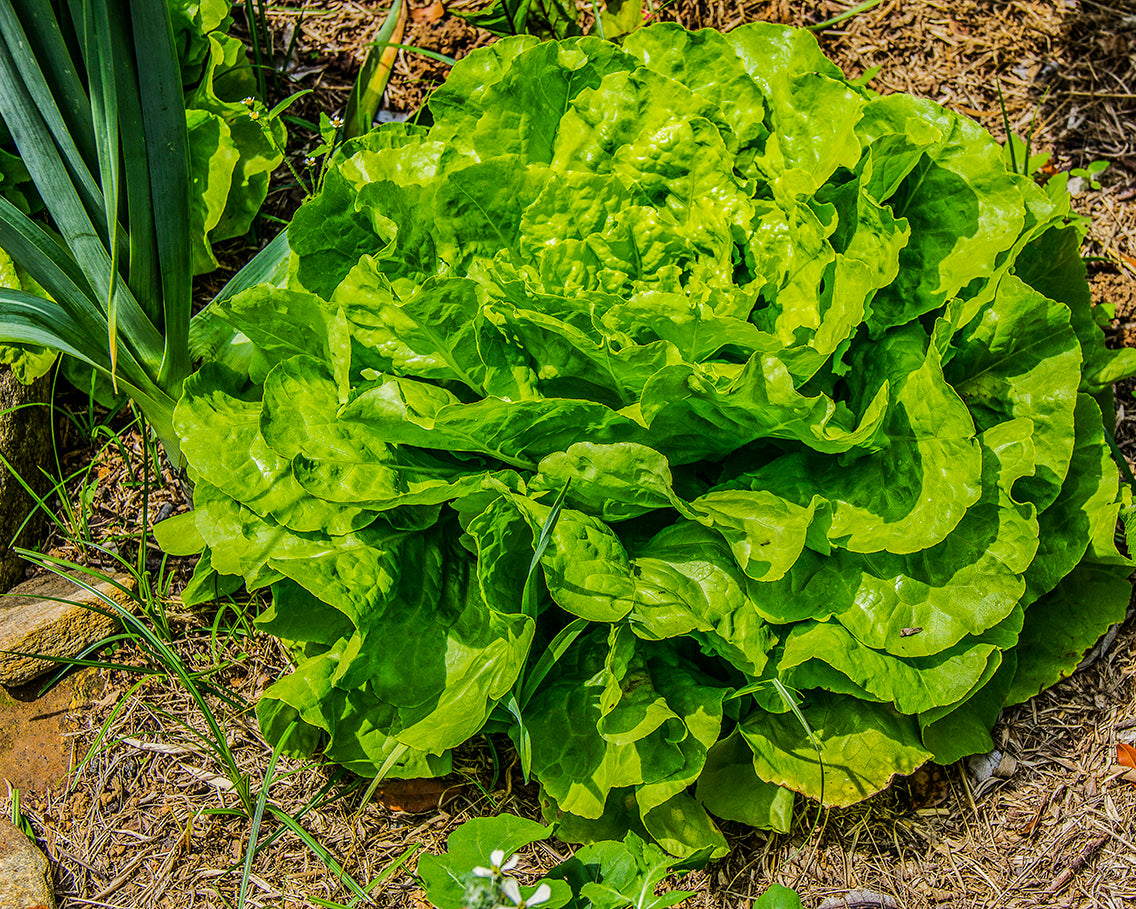 Lettuce: All Year Round