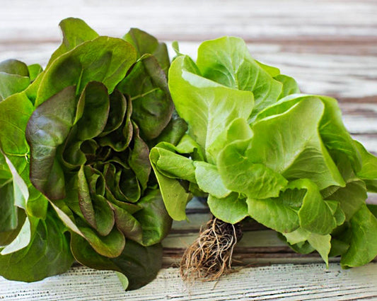 Lettuce: All Year Round