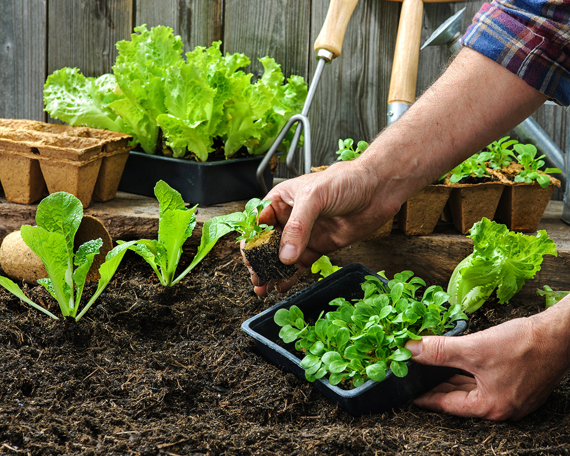 Lettuce: All Year Round