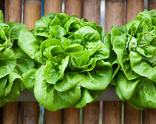 Lettuce: All Year Round