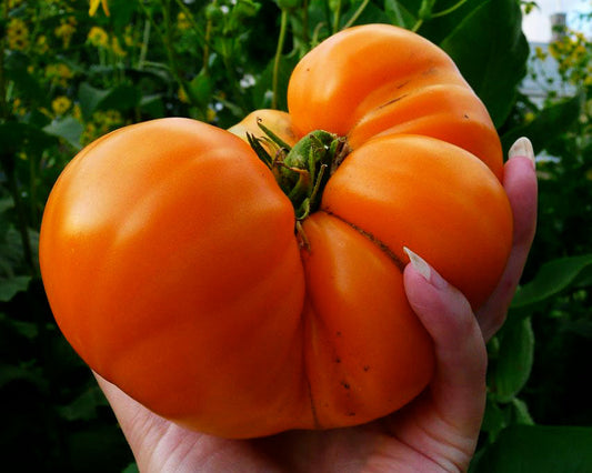 Tomato: Amana Orange