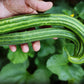 Cucumber: Armenian