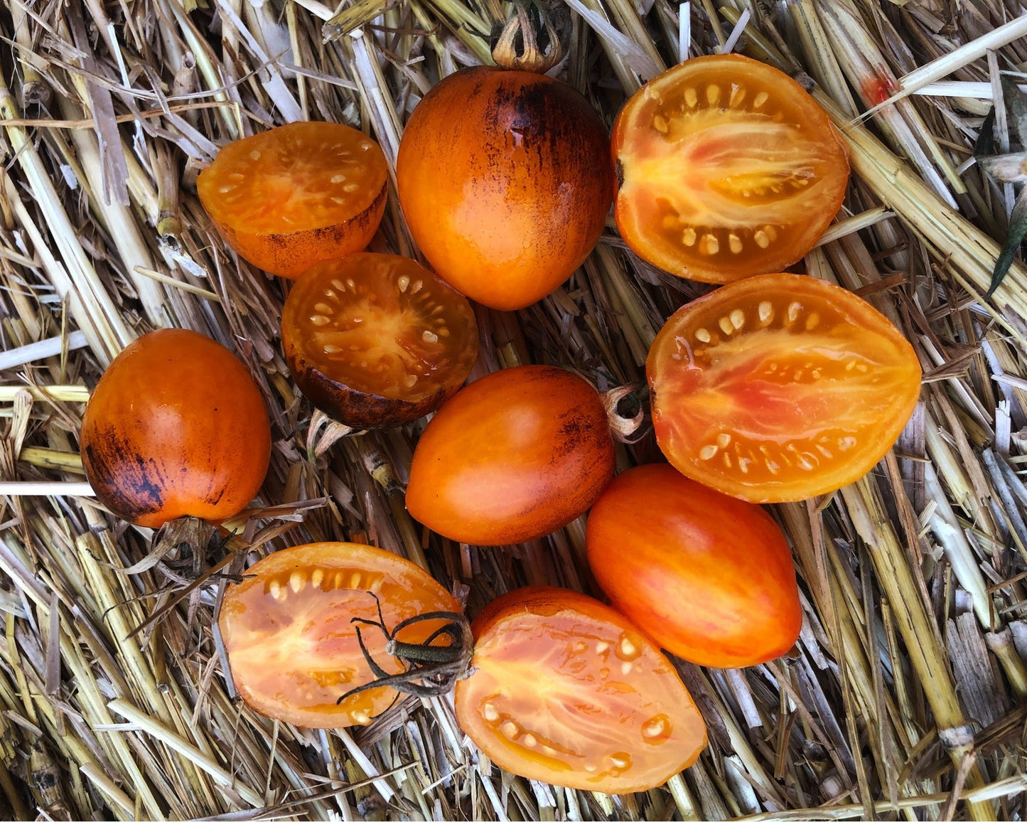 Tomato: Atomic Sunset