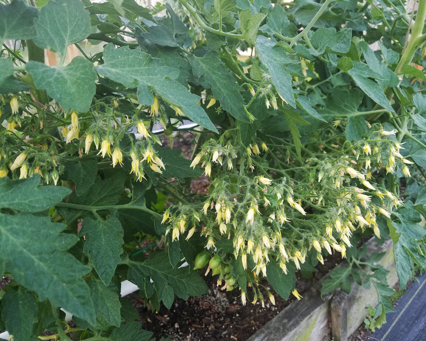 Tomato: Barry's Crazy Cherry