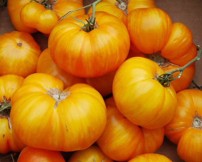 Tomato: Big Yellow Zebra