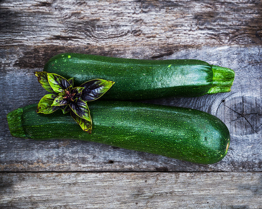 Squash, Summer: Black Beauty