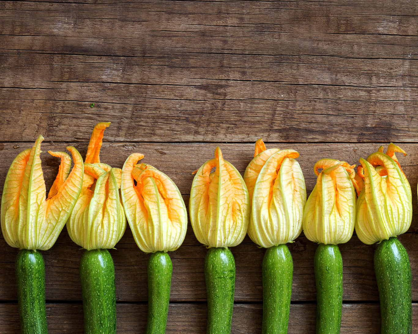 Squash, Summer: Black Beauty