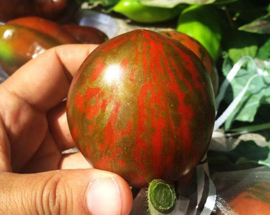 Tomato: Black & Brown Boar