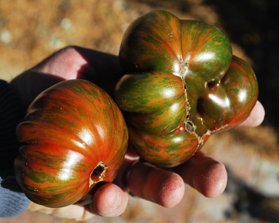 Tomato: Black & Brown Boar