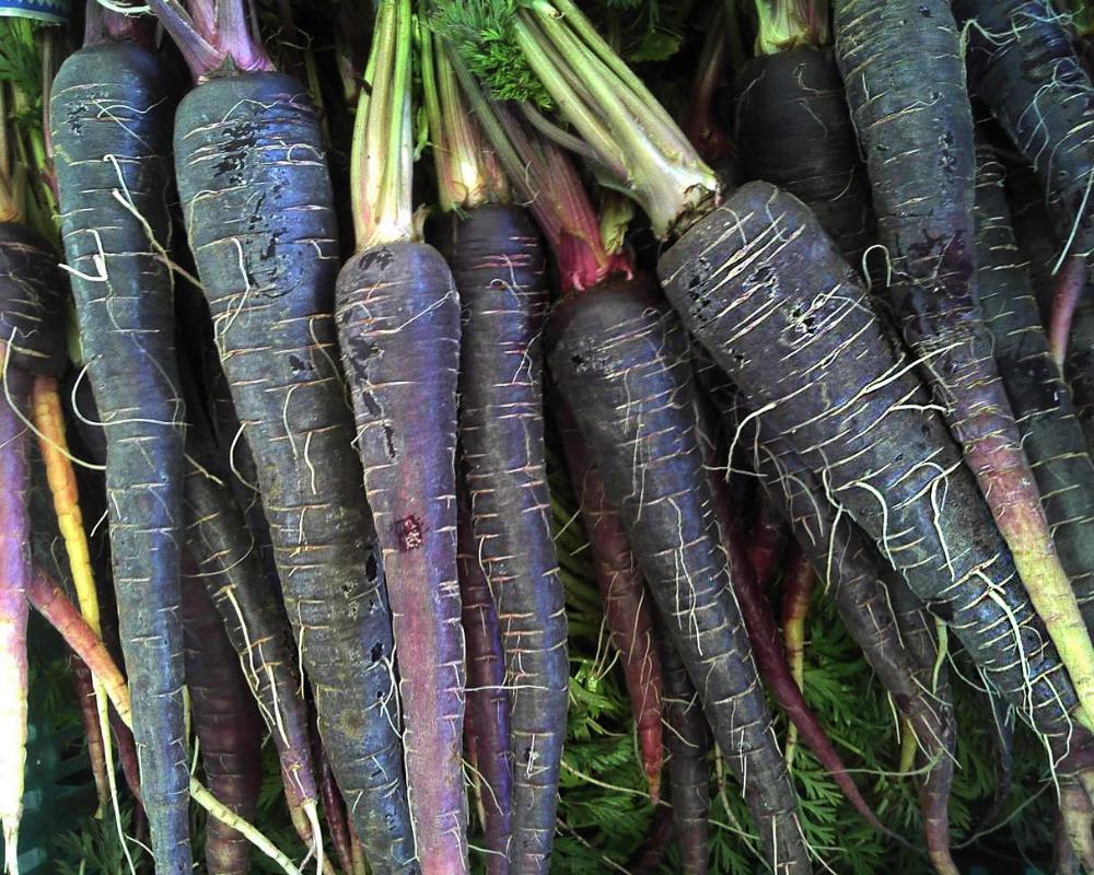Carrot: Black Nebula