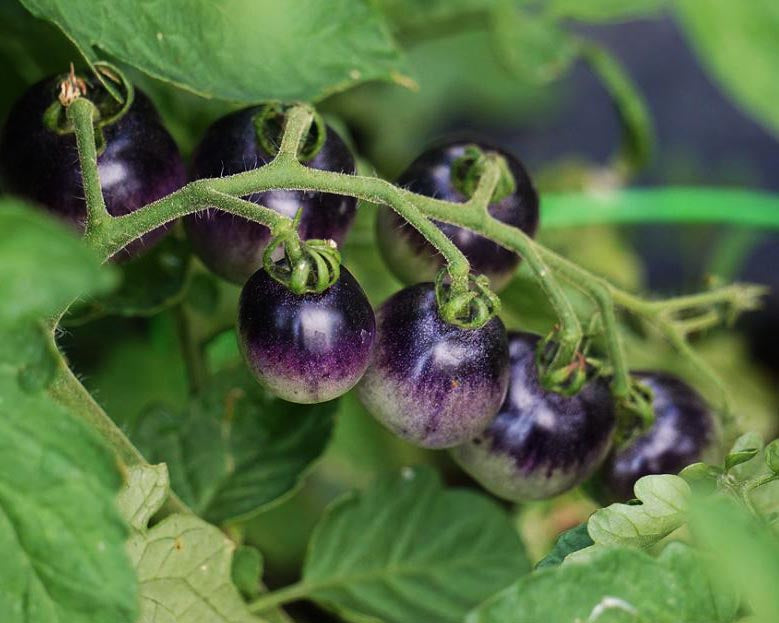 Tomato: Black Strawberry