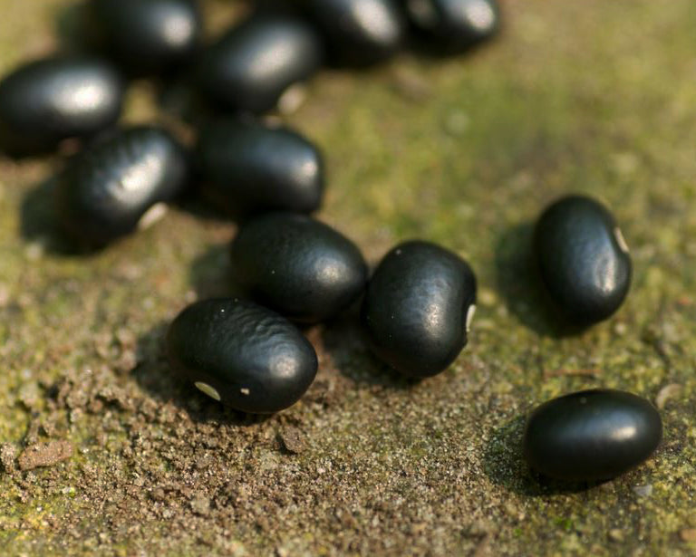 Bean, Bush: Black Turtle