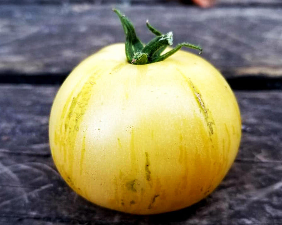 Tomato: Blonde Boar