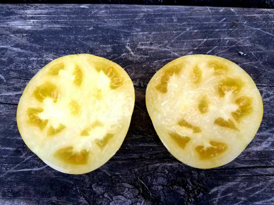 Tomato: Patriot Slicer Mix
