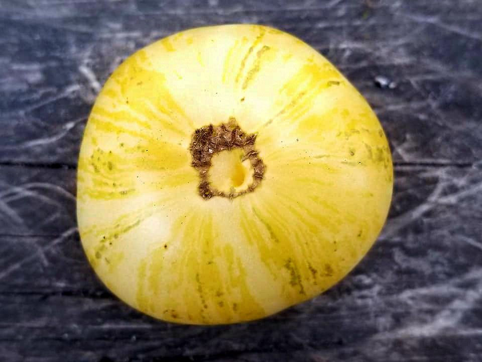Tomato: Blonde Boar