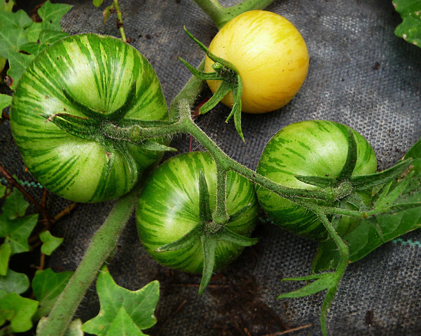 Tomato: Blonde Boar