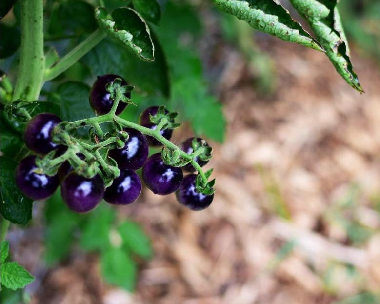 Tomato: Blue Berries