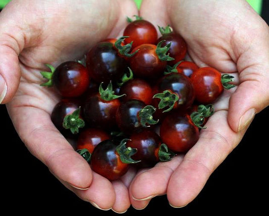 Tomato: Blue Berries