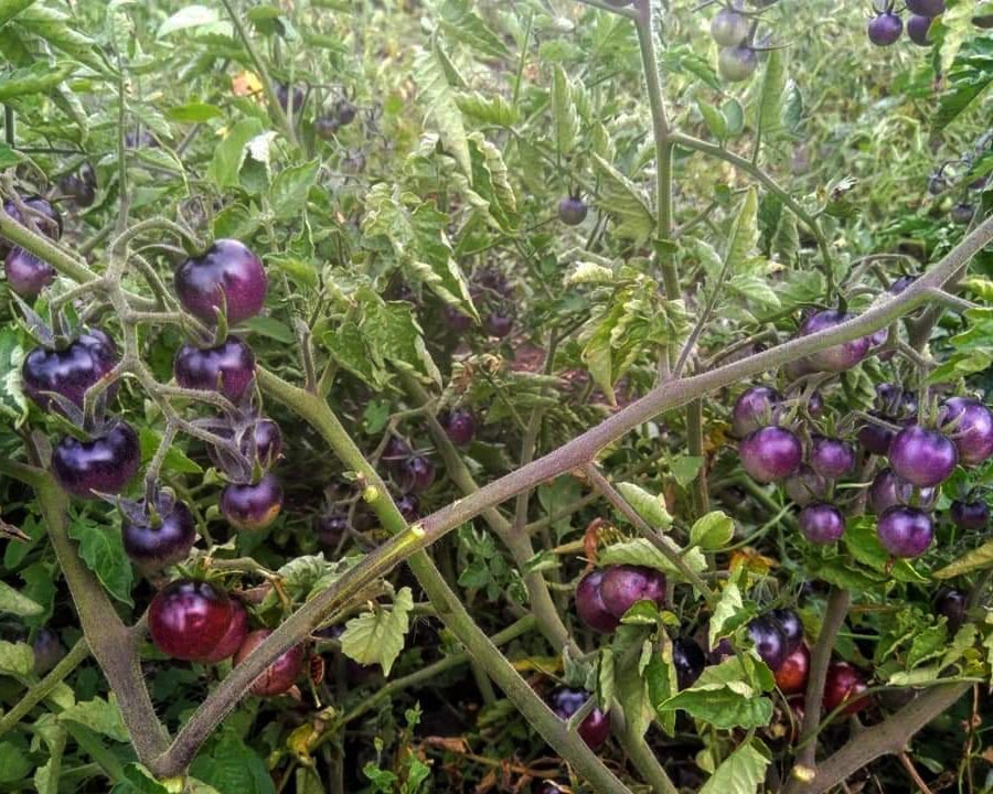 Tomato: Blue Berries
