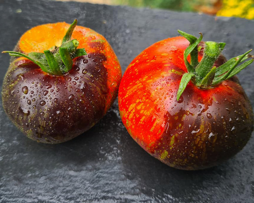 Tomato: Blue Fire