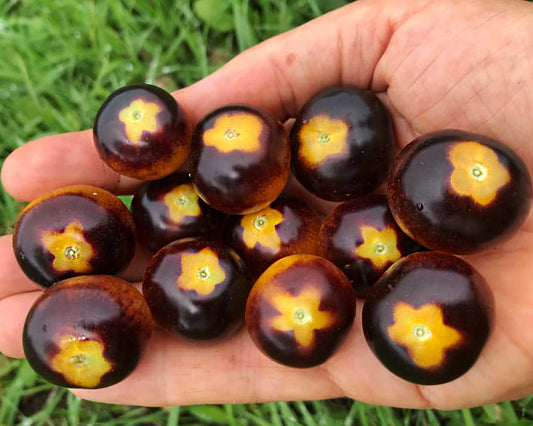 Tomato: Blue Gold Berries