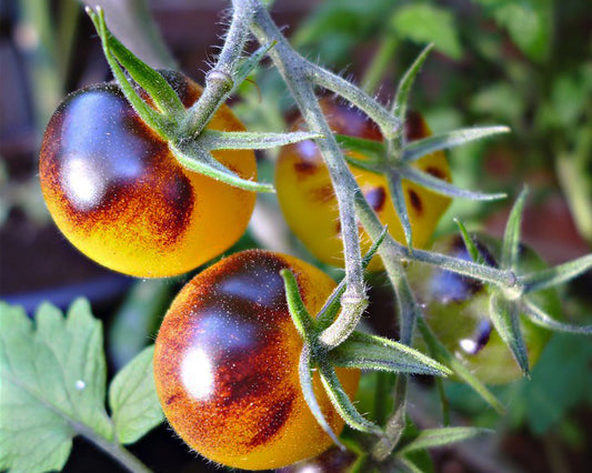 Tomato: Blue Gold Berries