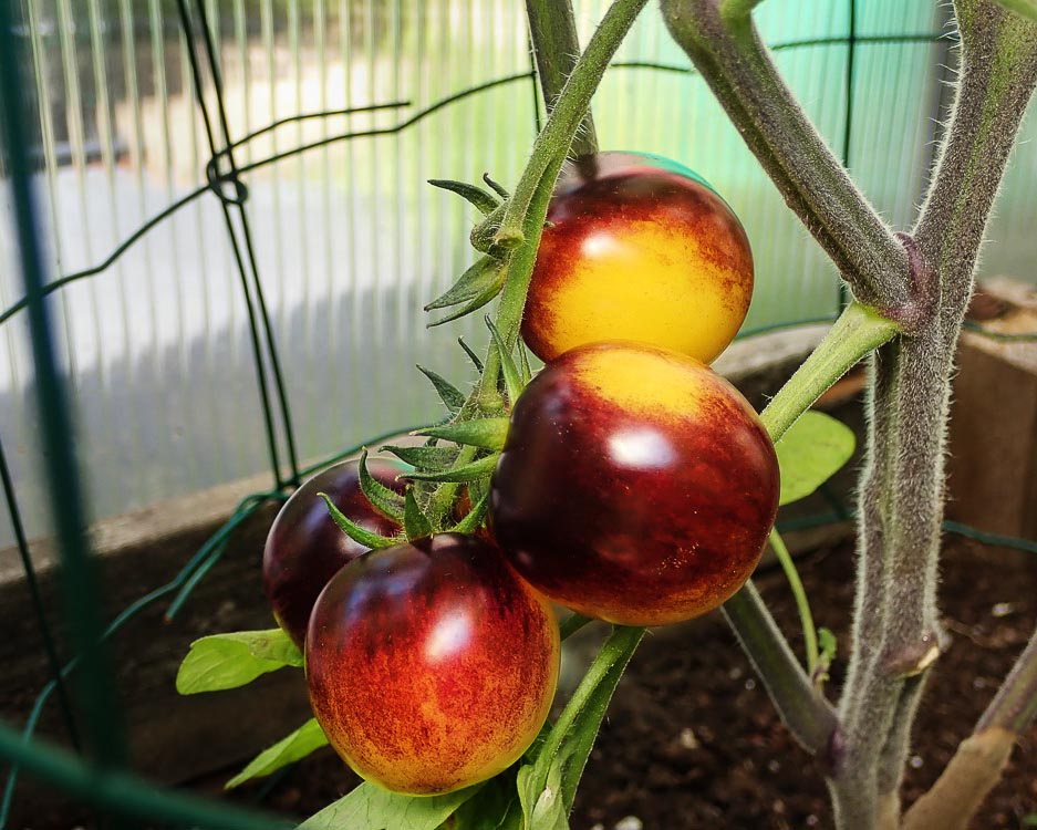 Tomato: Blue Gold