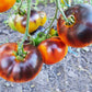 Tomato: Blue Jollies