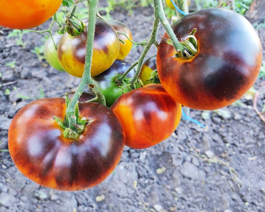 Tomato: Blue Jollies