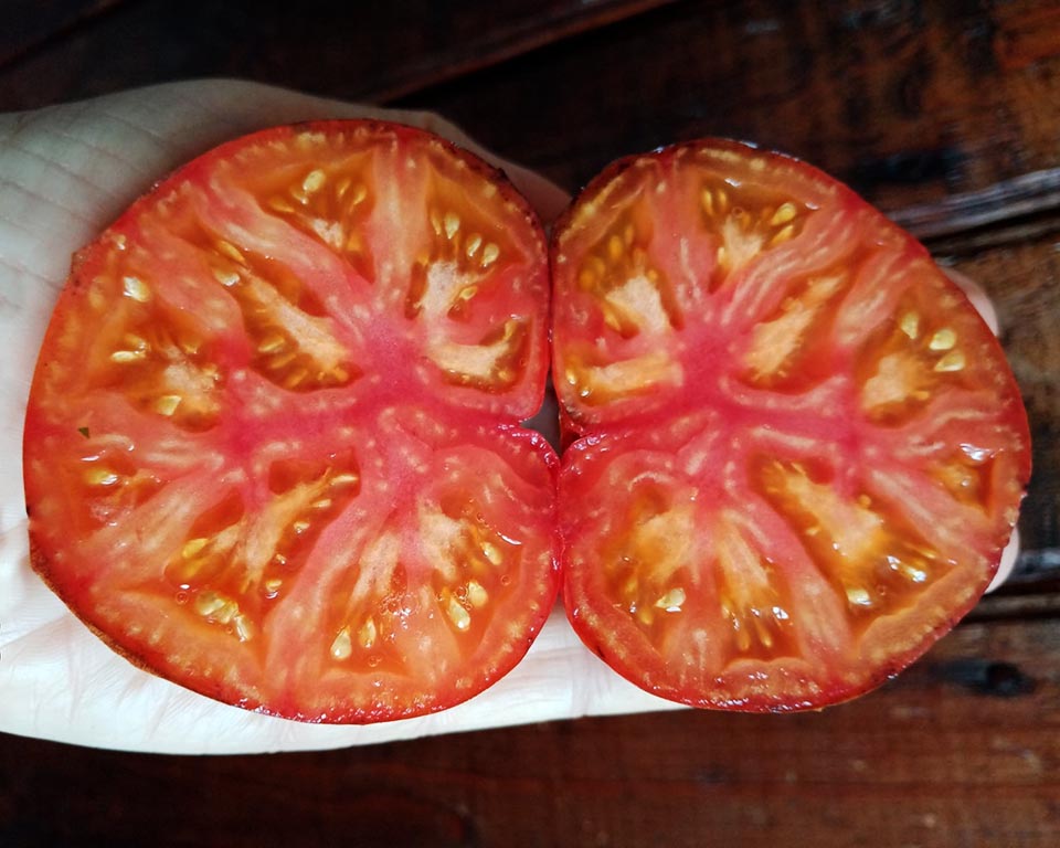 Tomato: Blue Jollies