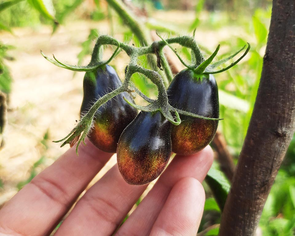 Tomato: Blue Keyes