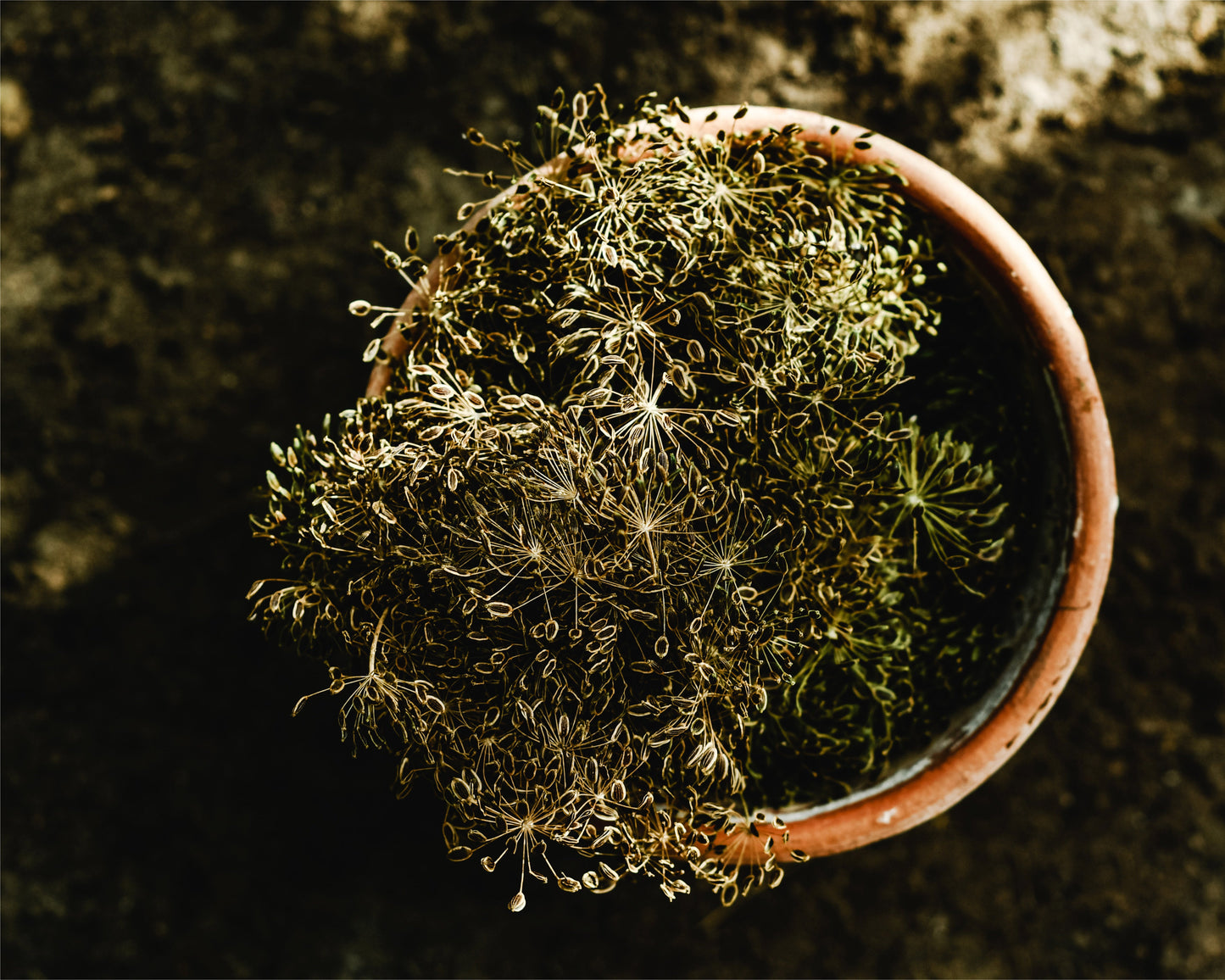 Herb, Dill: Bouquet